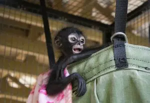 Black handed spider monkey Honey