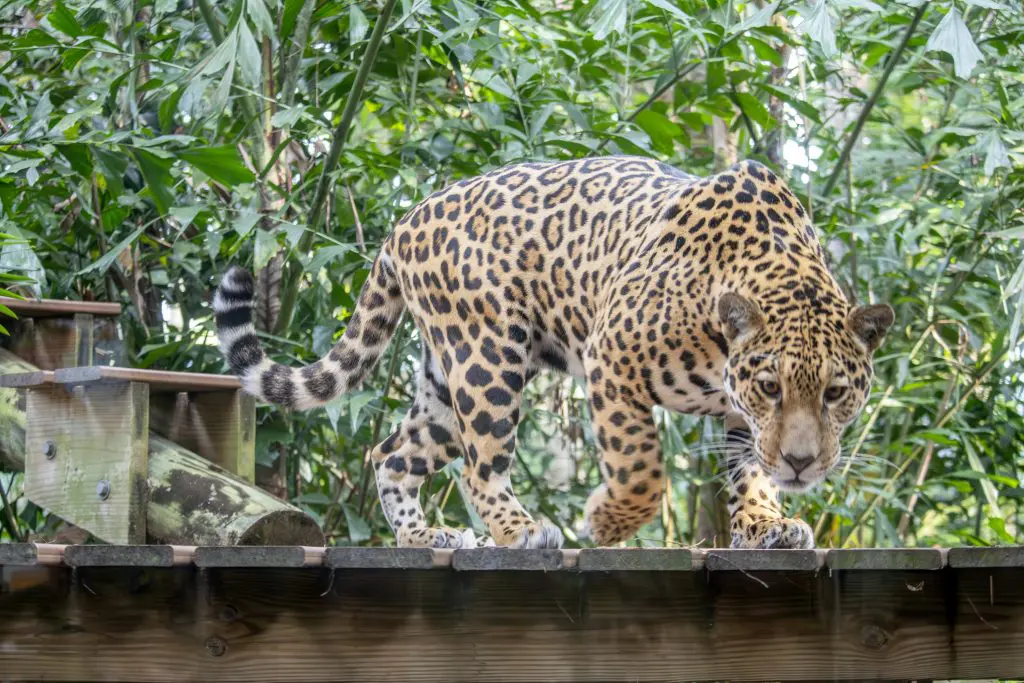 Lua has a lighter, cream-colored coat. 