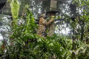 A jaguar scales a tree inside of a zoo habitat.