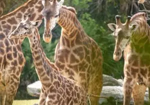 A baby giraffe walks alongside adult giraffes at a Zoo.