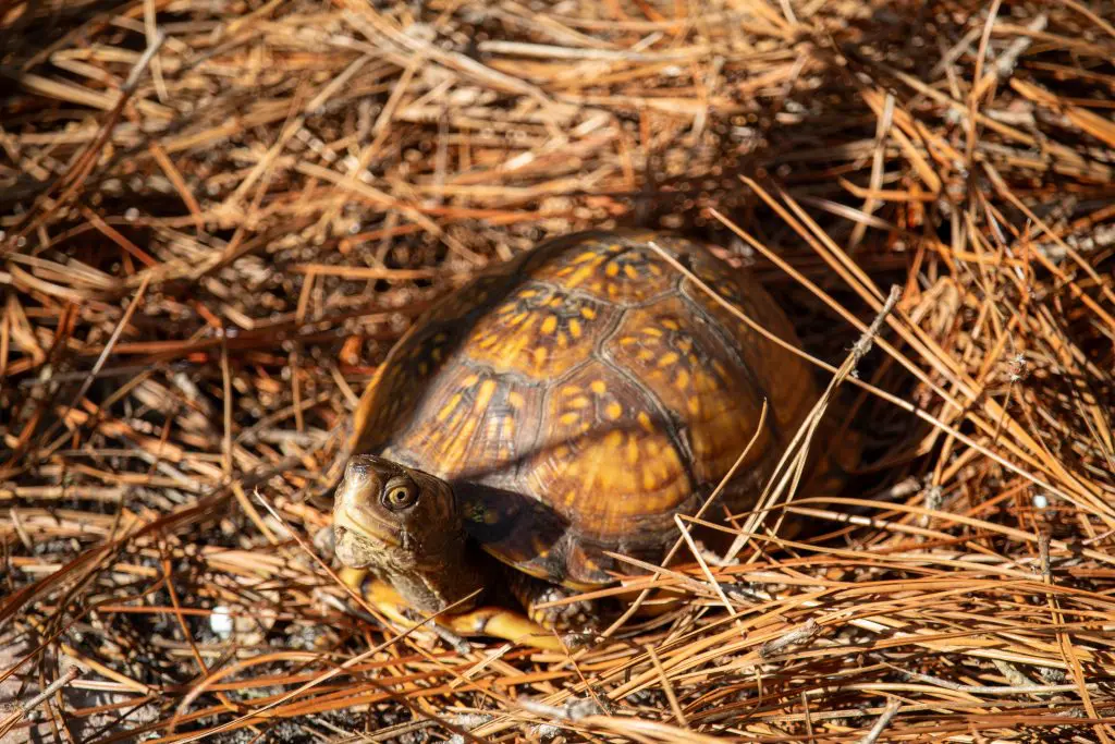 A Gulf Coast Box Turtle surrounded by pine straw.