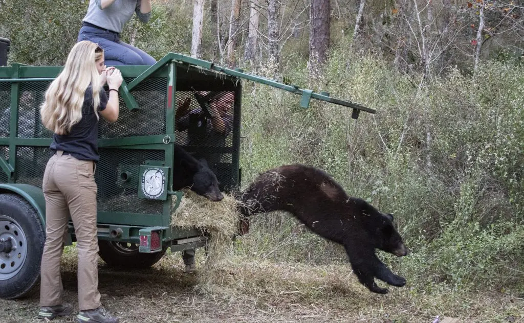 A Florida black bear cub runs out of a carrier to be released into the woods.