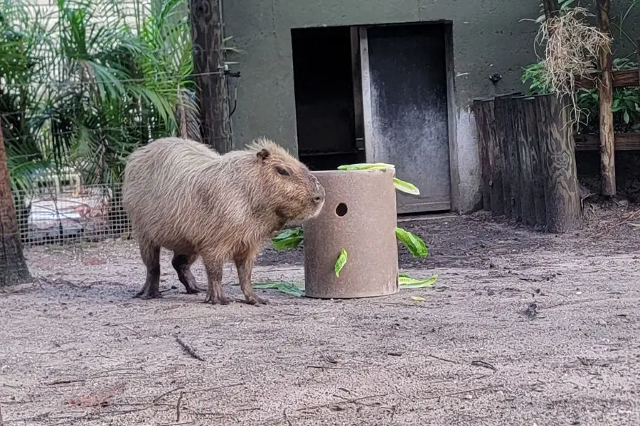 Biggie capybara