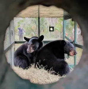 Two Florida black bear cubs sit inside hay in a holding carrier.