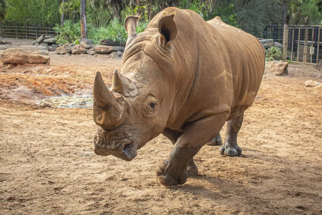 Southern white rhino Frankie