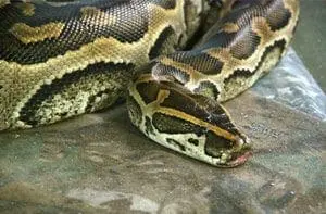 African Rock Python