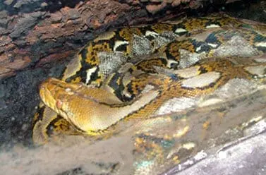 African Rock Python2