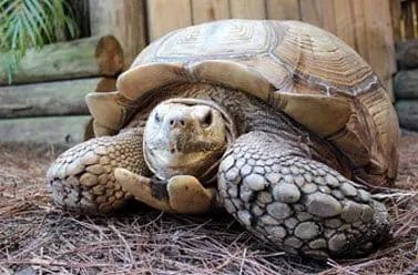 African Spurred Tortoise