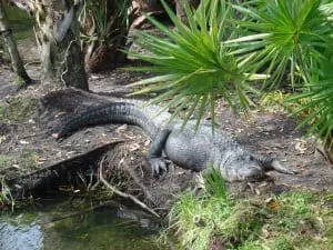 Alligator4