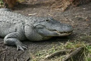 American Alligator6
