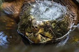 Alligator Snapping Turtle