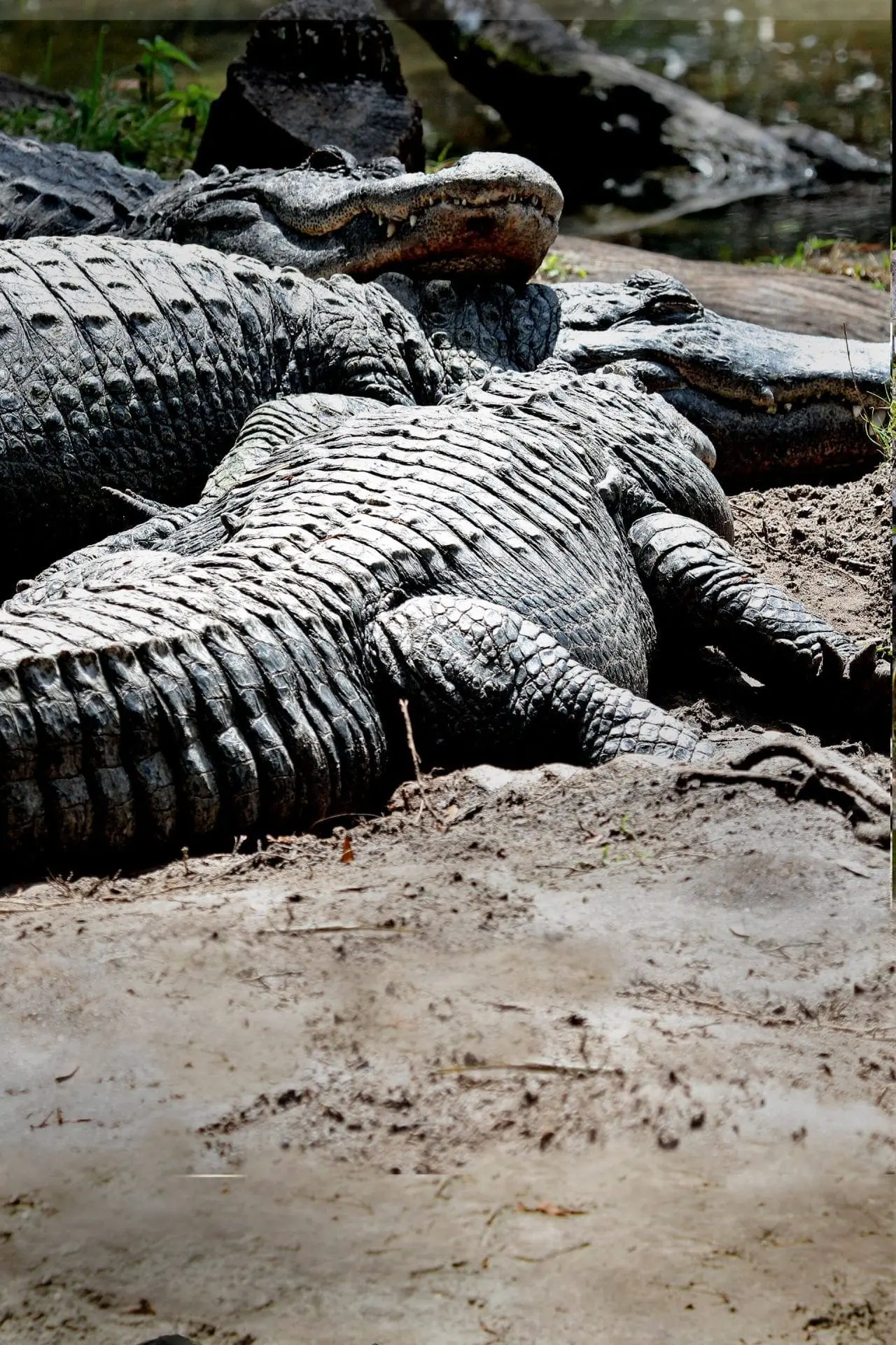 American Alligator