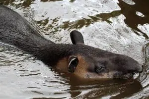 Baird's Tapir4