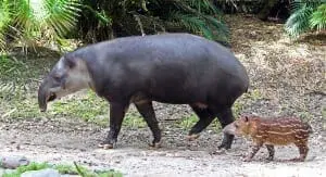 Baird'sTapir6