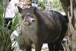 Baird's Tapir8