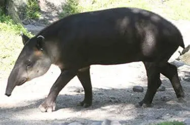 Baird'sTapir_Fact