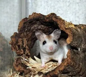 Perdido key beach mouse