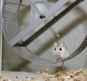 Perdido Key Beach Mouse