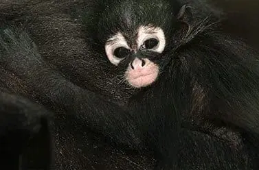 Black-handed Spider Monkey