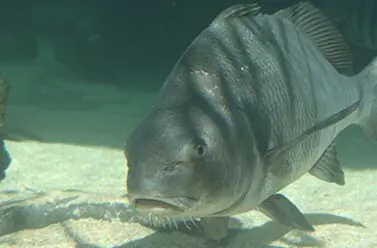 Black Drum