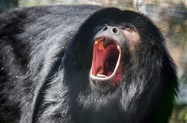 Black Howler Monkey