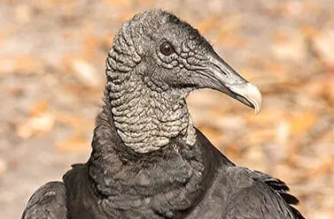 Black Vulture