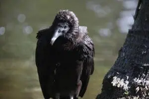 Black Vulture