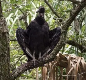Black Vulture4