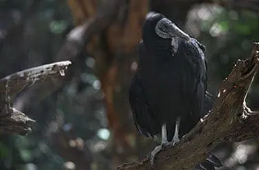 Black Vulture5