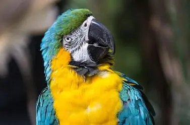 Blue-and-yellow Macaw