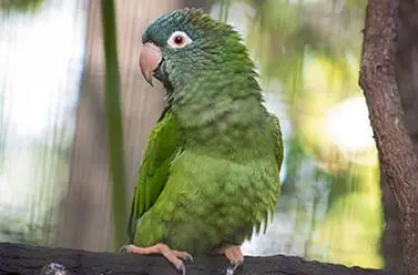 Blue-crowned Parakeet