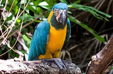 Blue Throated Macaw