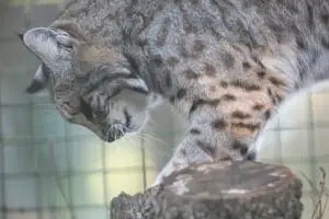 Bobcat3