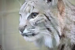 Bobcat4