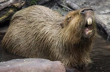 Capybara
