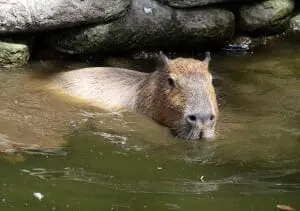 Capybara5