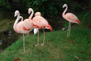 Chilean Flamingo