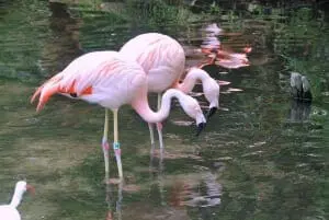Chilean Flamingo2