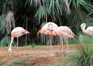 Chilean Flamingo3