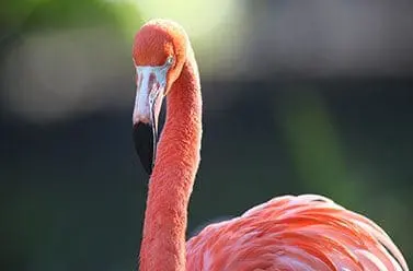 Chilean Flamingo