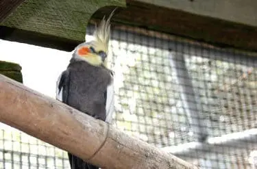 Cockatiel8