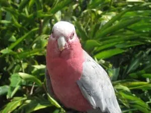 Galah