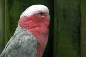 Galah2