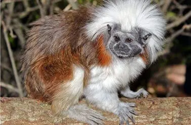 Cotton-top Tamarin5