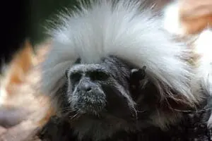 Cotton-top Tamarin2