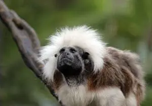 Cotton-top Tamarin3