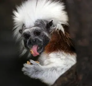 Cotton-top Tamarin4