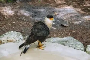 Crested Caracara2