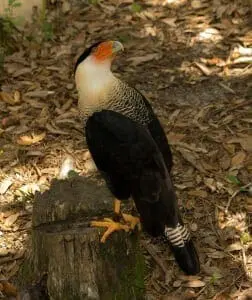 Crested Caracara3
