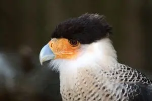 Crested Caracara4